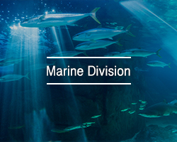 Marine division