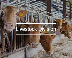 Livestock division